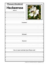 Pflanzensteckbrief-Heckenrose.pdf